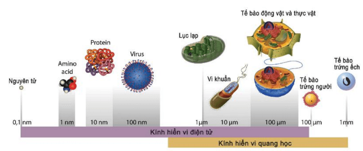 Lý thuyết Sinh 10 Bài 7: Tế bào nhân sơ - Cánh diều