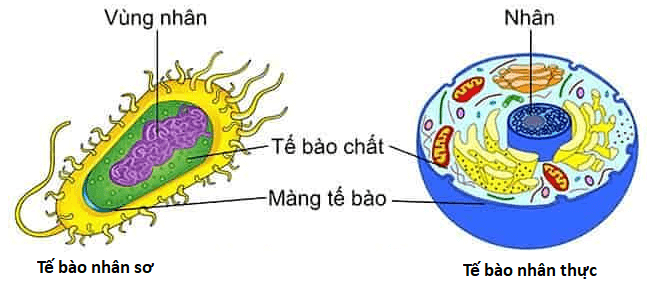 Lý thuyết Sinh 10 Bài 8: Tế bào nhân thực - Kết nối tri thức