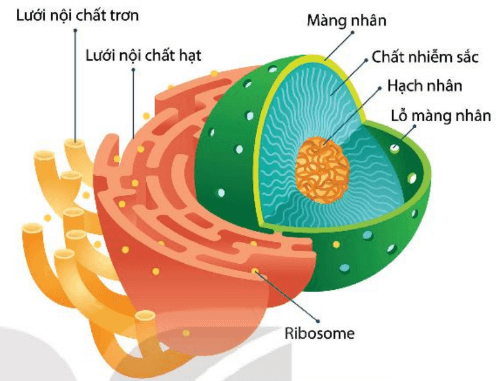 Lý thuyết Sinh 10 Bài 8: Tế bào nhân thực - Kết nối tri thức