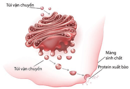 Lý thuyết Sinh 10 Bài 8: Tế bào nhân thực