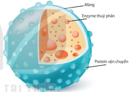 Lý thuyết Sinh 10 Bài 8: Tế bào nhân thực