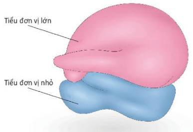 Lý thuyết Sinh 10 Bài 8: Tế bào nhân thực - Kết nối tri thức