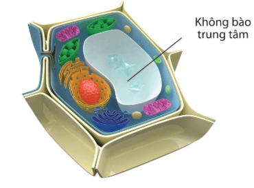 Lý thuyết Sinh 10 Bài 8: Tế bào nhân thực