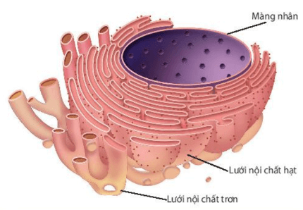 Lý thuyết Sinh 10 Bài 8: Tế bào nhân thực