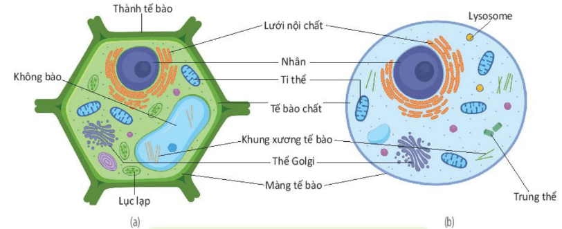 Lý thuyết Sinh 10 Bài 8: Tế bào nhân thực - Kết nối tri thức