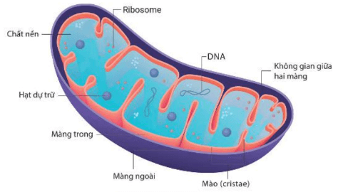 Lý thuyết Sinh 10 Bài 8: Tế bào nhân thực