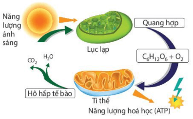 Lý thuyết Sinh 10 Bài 8: Tế bào nhân thực