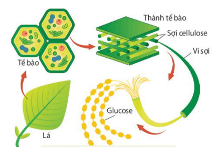 Lý thuyết Sinh 10 Bài 8: Tế bào nhân thực