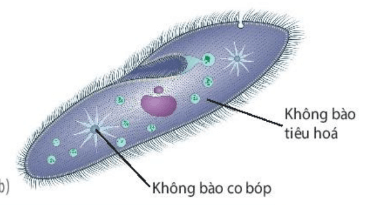 Lý thuyết Sinh 10 Bài 8: Tế bào nhân thực