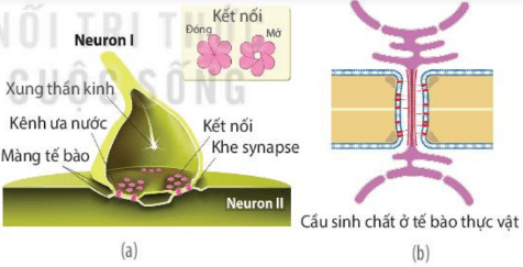 Lý thuyết Sinh 10 Bài 8: Tế bào nhân thực