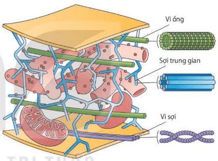 Lý thuyết Sinh 10 Bài 8: Tế bào nhân thực