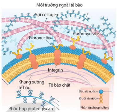 Lý thuyết Sinh 10 Bài 8: Tế bào nhân thực