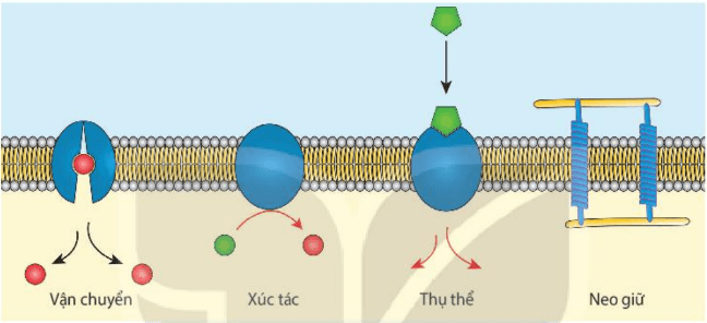 Lý thuyết Sinh 10 Bài 8: Tế bào nhân thực