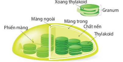 Lý thuyết Sinh 10 Bài 8: Tế bào nhân thực