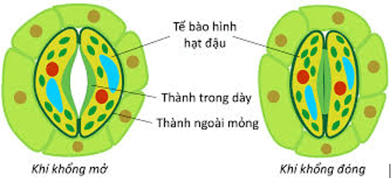 Vẽ hình, mô tả hình dạng tế bào khí khổng trang 21 Sinh học 11