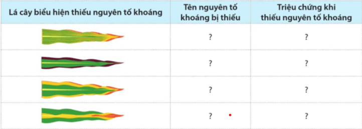 Quan sát hình 2.3, xác định nguyên tố dinh dưỡng khoáng bị thiếu theo gợi ý ở bảng 2.2