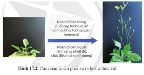 Quan sát hình 17.2, cho biết yếu tố nào chi phối sự ra hoa của cây Arabidopsis sp.?