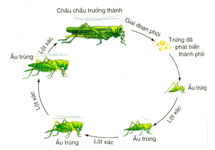 Vẽ sơ đồ vòng đời của tằm và châu chấu