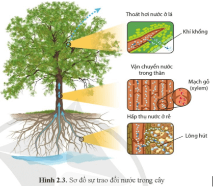 Quan sát hình 2.3, cho biết trang 12 Sinh học 11