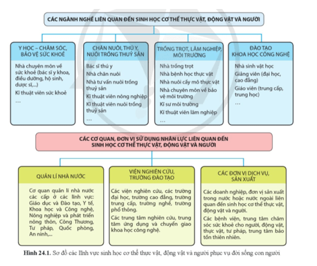 Quan sát hình 24.1, cho biết kiến thức sinh học cơ thể có tiềm năng như thế nào trong việc lựa chọn nghề nghiệp
