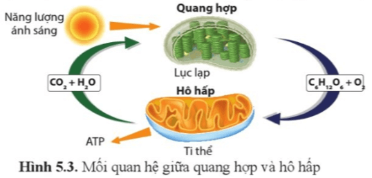 Phân tích mối quan hệ giữa quang hợp và hô hấp ở thực vật