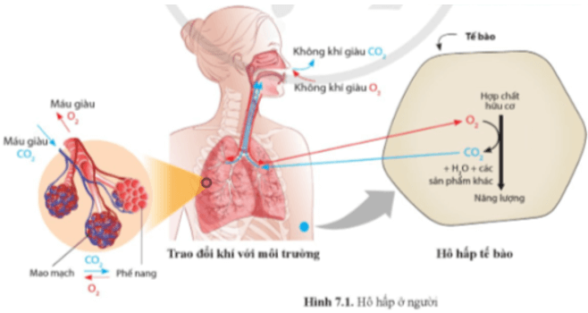 Quan sát hình 7.1, 7.2, 7.3, 7.4, hoàn thành bảng 7.1 trang 46 Sinh học 11