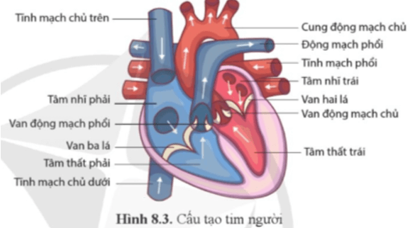 Quan sát hình 8.3 Nêu sự khác nhau về độ dày của thành tâm nhĩ so với thành tâm thất