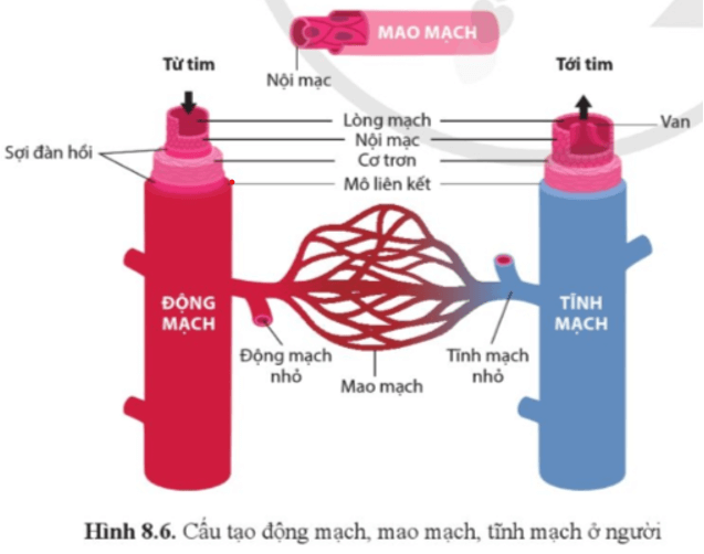 Quan sát hình 8.6, nêu đặc điểm khác nhau về cấu tạo của các mạch máu