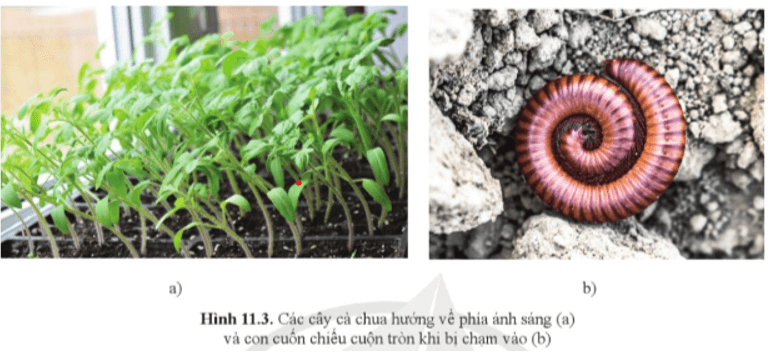 Quan sát hình 11.3, cho biết cây cà chua và con cuốn chiếu phản ứng với những thay đổi của môi trường như thế nào?