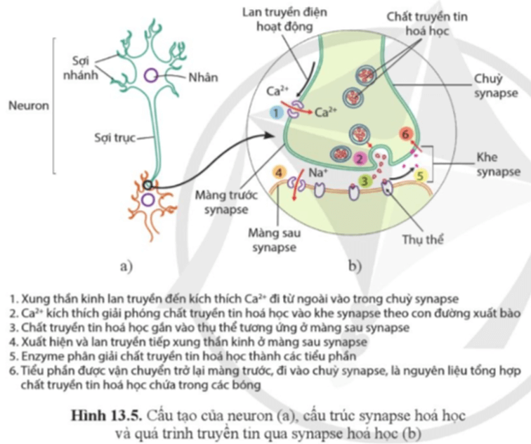 Quan sát hình 13.5, mô tả quá trình truyền tin qua synapse hóa học