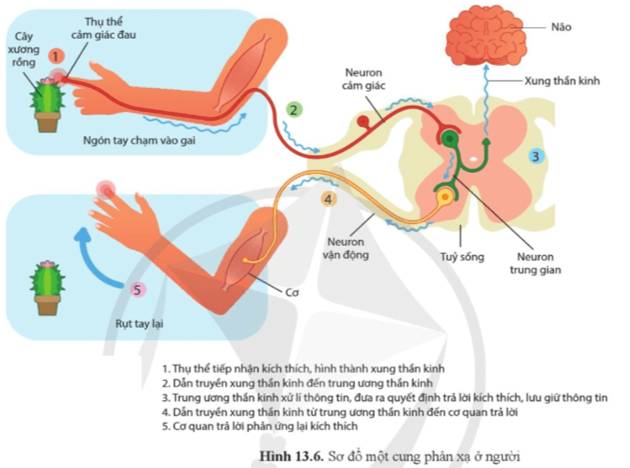 Quan sát hình 13.6 và cho biết một cung phản xạ gồm những khâu nào