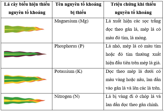 Quan sát hình 2.3, xác định nguyên tố dinh dưỡng khoáng bị thiếu theo gợi ý ở bảng 2.2