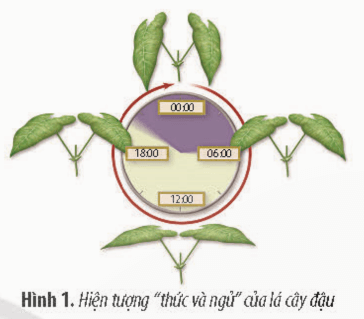 Hình 1 mô tả về hiện tượng thức và ngủ của lá cây đậu