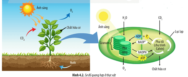 Quan sát Hình 4.2, hãy cho biết nguyên liệu và sản phẩm của quá trình quang hợp