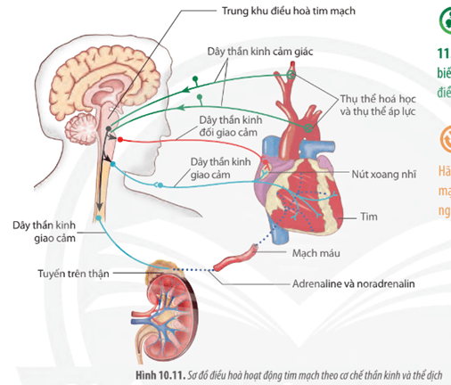 Quan sát Hình 10.11, hãy cho biết hoạt động tim mạch được điều hòa như thế nào