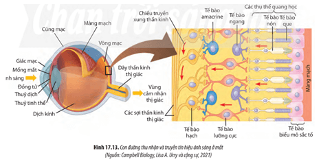 Quan sát hình 17.13 hãy trình bày con đường thu nhận và truyền tín hiệu ánh sáng ở mắt