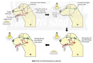 Quan sát Hình 17.15 hãy mô tả quá trình hình thành phản xạ tiết nước bọt ở chó khi có ánh sáng