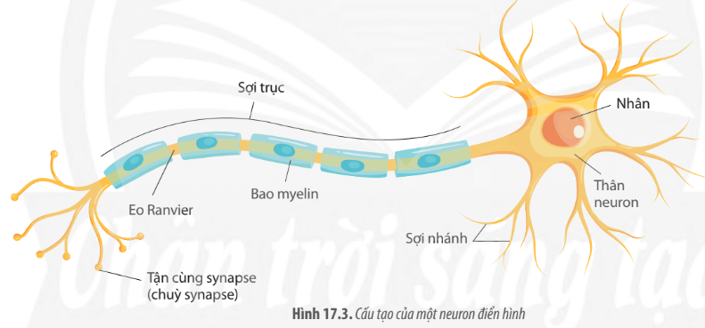 Dựa vào Hình 17.3, hãy mô tả cấu tạo của một neuron điển hình