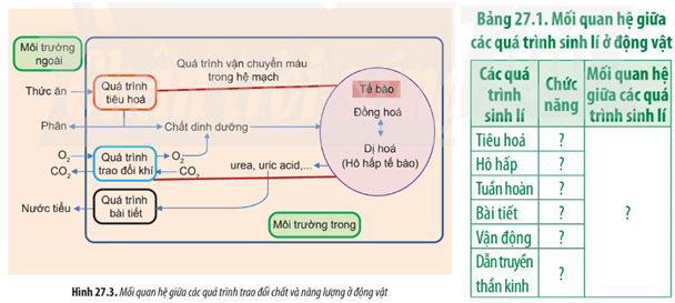 Từ kiến thức đã học và dựa vào hình 27.3 hãy nêu rõ chức năng và xác định mối quan hệ