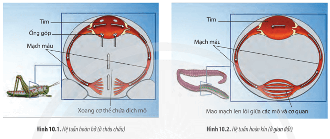 Dựa vào Hình 10.1 và 10.2, hãy phân biệt hệ tuần hoàn hở và hệ tuần hoàn kín