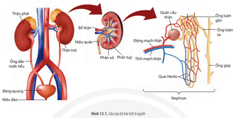 Quan sát Hình 13.1, hãy cho biết thận có vai trò như thế nào trong quá trình bài tiết