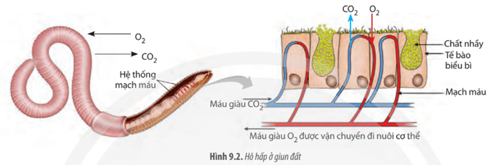 Quan sát Hình 9.2, hãy trình bày hình thức trao đổi khí ở giun đất