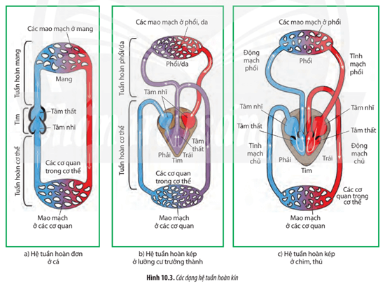 Quan sát Hình 10.3, hãy: a) Chỉ ra đường đi của máu trong hệ tuần hoàn ở cá