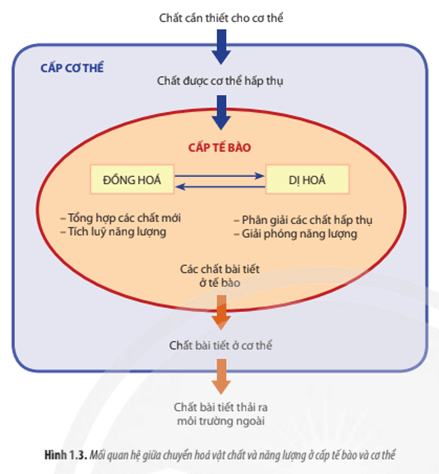 Quan sát Hình 1.3, hãy mô tả mối quan hệ giữa trao đổi chất và chuyển hóa năng lượng