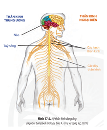 Quan sát Hình 17.4 17.5 và 17.6 hãy lập bảng phân biệt các dạng hệ thần kinh ở động vật