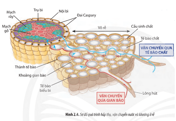 Quan sát Hình 2.4, hãy mô tả con đường hấp thụ, vận chuyển nước và muối khoáng