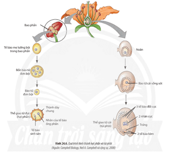 Quan sát Hình 24.6, hãy mô tả quá trình hình thành hạt phấn và túi phôi