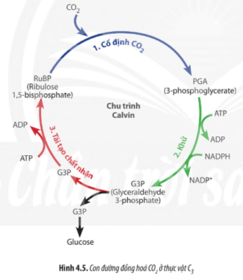 Quan sát Hình 4.5, hãy mô tả diễn biến con đường đồng hóa CO2