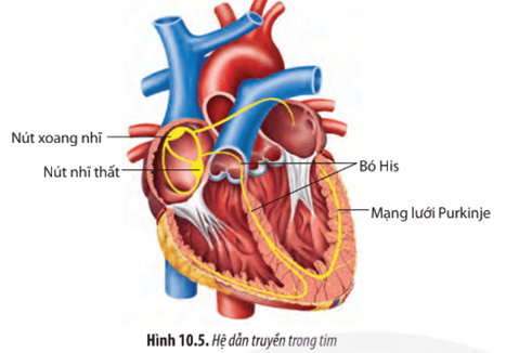 Dựa vào Hình 10.5, hãy giải thích khả năng tự phát nhịp gây nên tính tự động