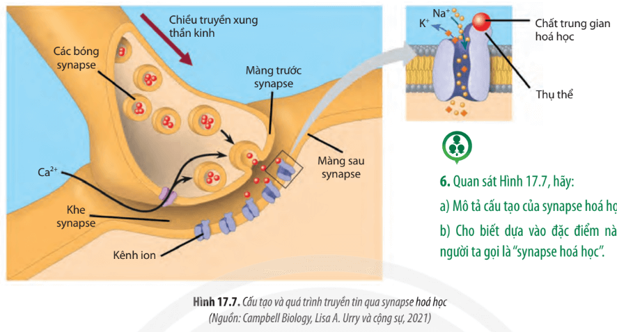 Quan sát Hình 17.7 hãy trang 106 Sinh học 11